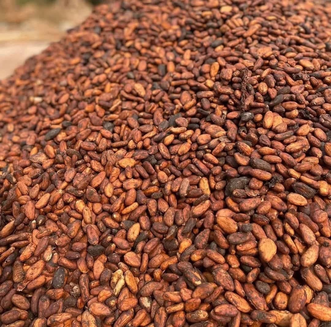 Cocoa Beans